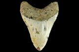 Fossil Megalodon Tooth - North Carolina #109857-2